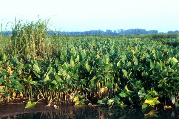 Freshwater marsh with arrow arum