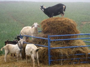 Goats eating hay at UMES farm