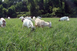 Goats grazing pearl millet grass at UMES farm
