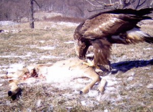 Golden eagle feasts on a deer carcass