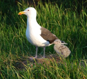 Great black-backed gull with chick