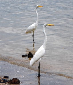 Great egrets seen loafing along the shoreline