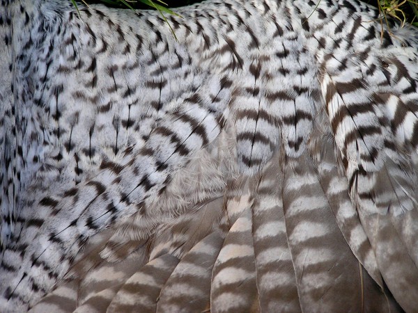 Intricate pattern of feathering on the wing lining of an adult peregrine