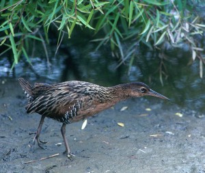King rail populations are particulalry vulnerable to sea-level rise