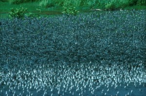 Large shorebird flock composed mainly of western sandpipers