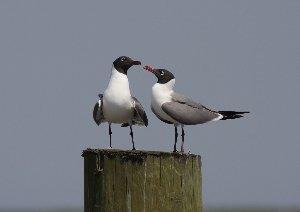 Laughing Gulls on pier