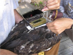 Libby Mojica and Bryan Watts custom-fit a harness to attach a solar-powered satellite transmitter to an adult bald eagle