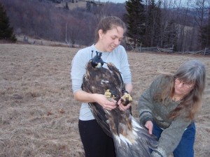 Libby Mojica holds the golden eagle as Patti Reum examines its tail plumage