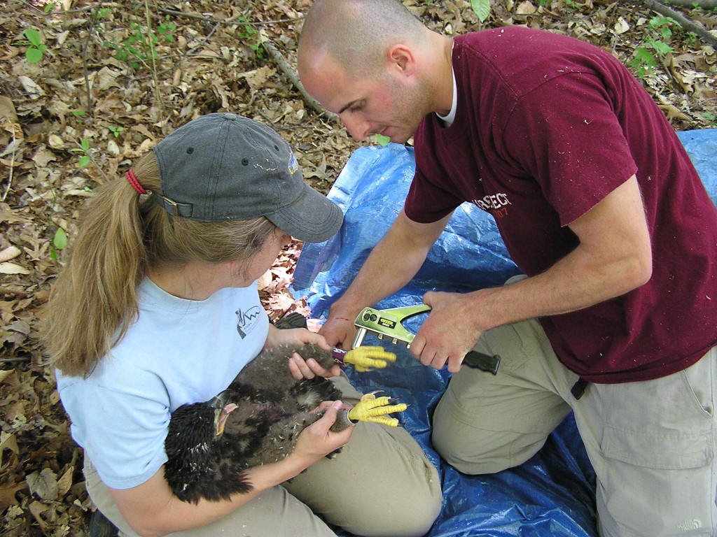 Libby Mojica with Indian Head biologist, Seth Berry, banding an eaglet