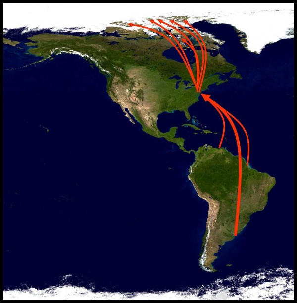 Map of red knot migration routes 2009