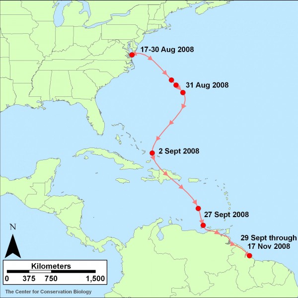 Map of released whimbrel's travel, tracked by satellite transmitter from Virginia's Eastern Shore to the coast of Guyana
