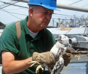 Mitchell Byrd holding a peregrine falcon chick from a nest on a retired naval ship