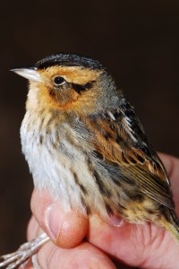 Nelson’s sparrow captured on Back Bay National Wildlife Refuge