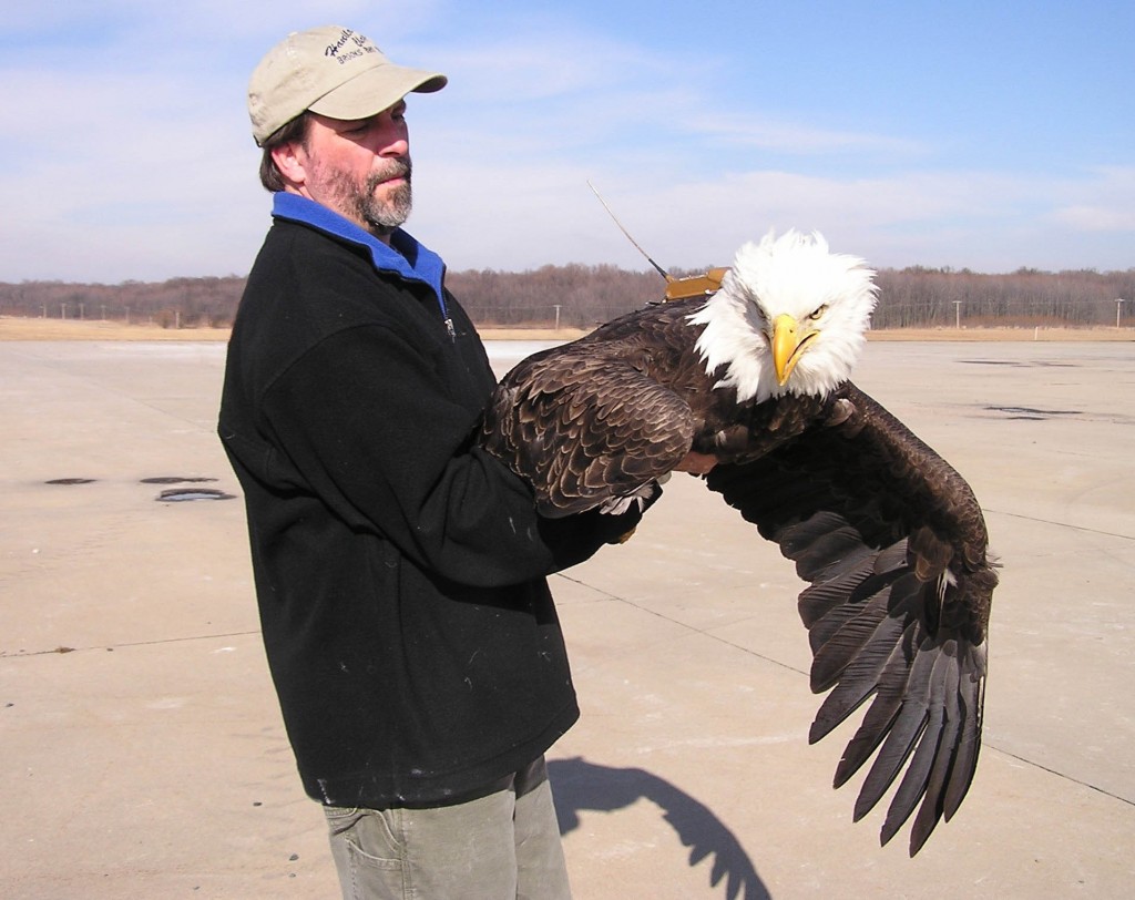 adult bald eagle held by Bryan Watts is wearing a state-of-the-art satellite transmitter
