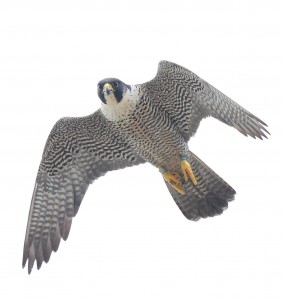 dult female falcon breeding on Watts Island, VA