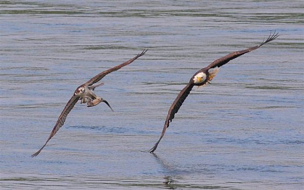 emarkable chase scene of an adult bald eagle in pursuit of an osprey carrying a fish 2