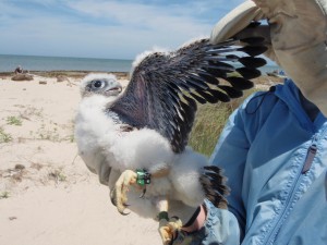 flight feathers are still coming-in on this banded peregrine chick