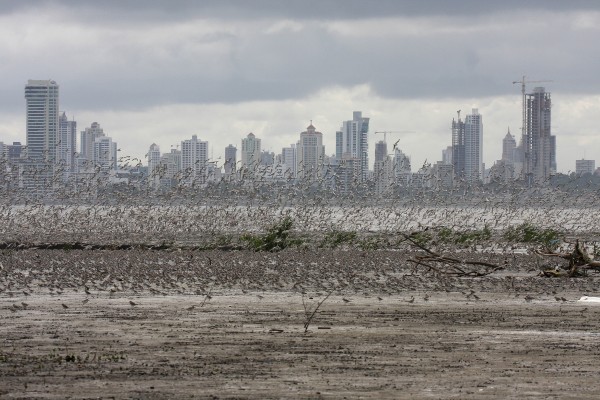 flock of semipalmated plovers and western sandpipers on mudflats in Panama Bay