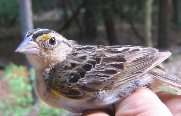 grasshopper sparrow is one of many species of conservation concern