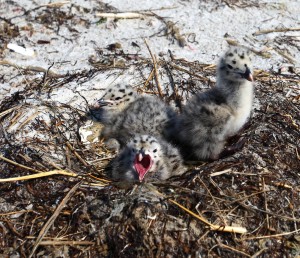 great black-backed gull chicks will move from the nest into vegetative cover within a couple of days of hatching