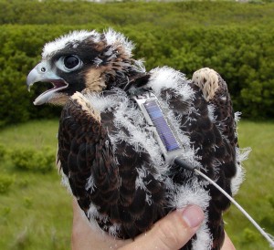 juvenile peregrine falcon fitted with a light-weight, solar-powered satellite transmitter