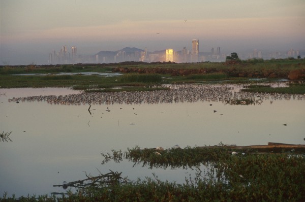 lock of mostly western sandpipers on the marshy coastline of Panama City