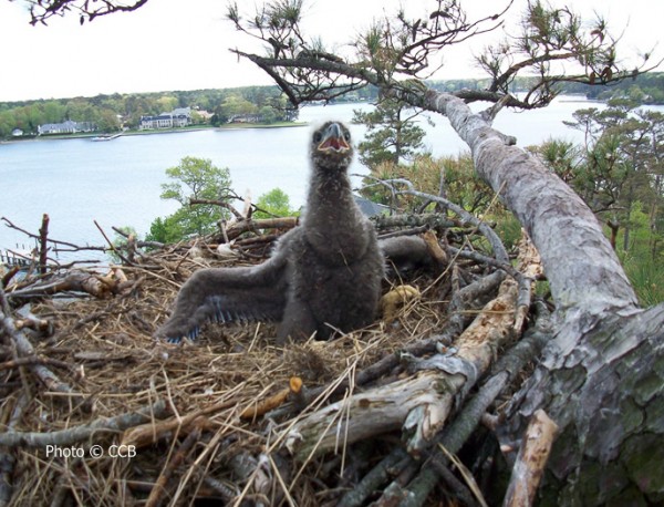 20-day-old Bald Eagle chick in an urban nest in lower Tidewater Virginia.