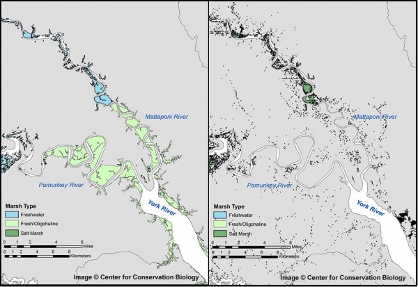 Distribution of tidal freshwater marshes at the head of the York River