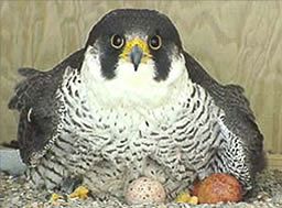 Peregrine Falcon incubating eggs.