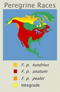 Peregrine Falcon races in North America.