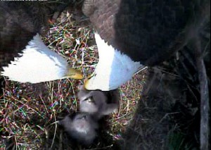 Richmond Eagle Nest Camera.