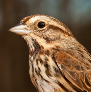 Song Sparrow.
