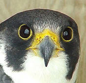 peregrine falcon head shot