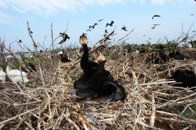 Nestling double-crested cormorants on Smith Island