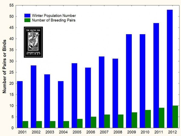 The Red-cockaded Woodpecker Population at the Piney Grove Preserve has steadily increased since 2001.  The Center for Conservation Biology surveys the population two times per year as well as regularly monitoring breeding activities such as egg laying, incubation, and fledgling success. Graph by CCB.