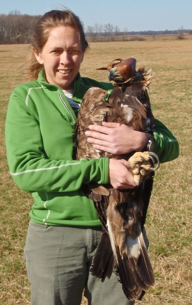 Libby Mojica with golden eagle trapped in Highland County, Virginia and fitted with satellite transmitter. Photo by Fletcher Smith.