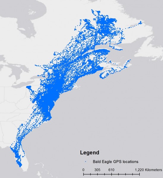 Map of bald eagle locations within tracking dataset.  Tracking data is concentrated within the mid-Atlantic states of Maryland, Virginia, Delaware, Pennsylvania, and New Jersey though coverage of other northeastern states and eastern Canada is considerable. Photo by CCB.