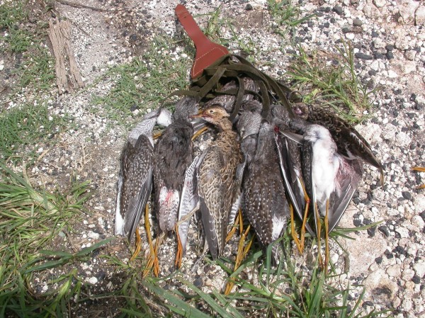 A “bag” of shorebirds from a hunting swamp on Guadeloupe.  The Center has been focused on modeling mortality limits for shorebirds to better understand how hunting may be involved in ongoing population declines.  Photo by Anthony Levesque.