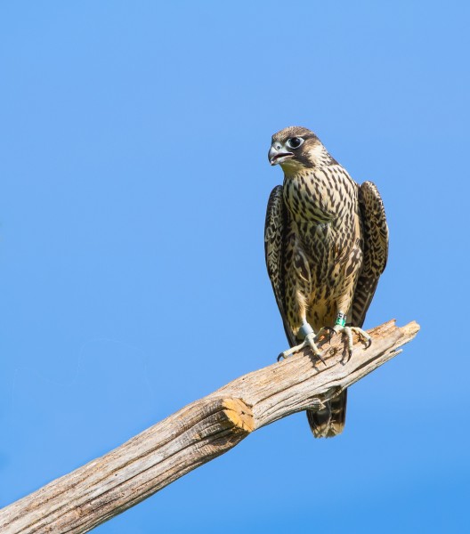 Young male peregrine on perch after release in Shenandoah National Park. Shenandoah National Park photo.