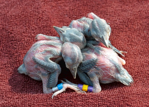 Eight-day old Red-cockaded Woodpecker nestlings with color bands. Photo by Bryan Watts.