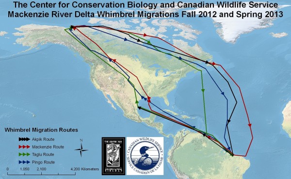 Tracking map – Map of Mackenzie River whimbrel movements July of 2012 through June of 2013. Birds have been tracked using solar-powered satellite transmitters. Map by CCB.