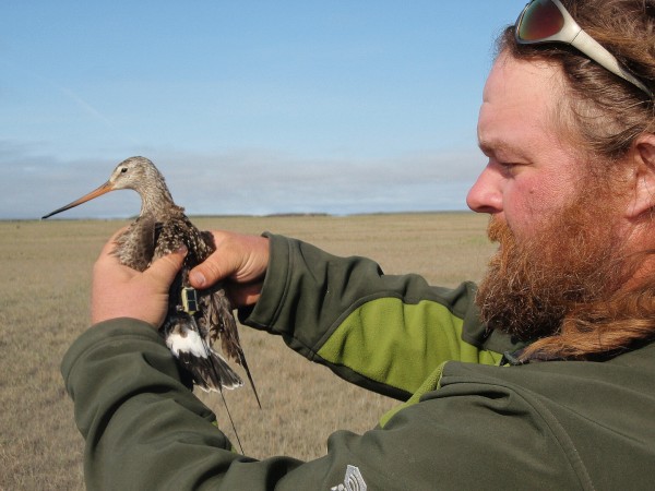 Fletcher Smith with Hudsonian Godwit after transmitter attachment. Photo by CCB.