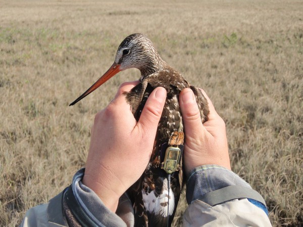 Hudsonian godwit with 5-gram satellite transmitter attached with leg-loop harness. Photo by CCB.