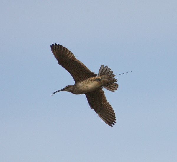 Whimbrel with transmitter in flight. Photo by Fletcher Smith.
