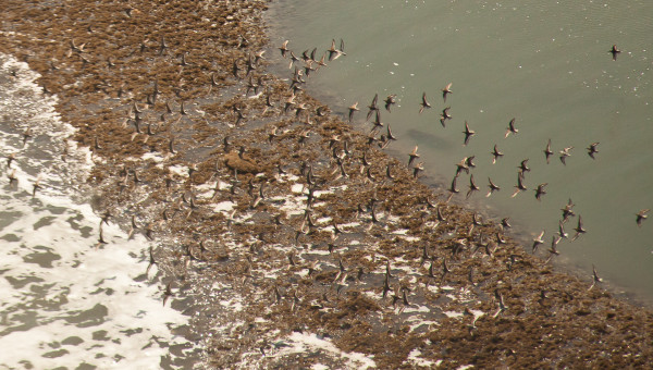 A small flock of dunlin flushed from a patch of intertidal peat on Cedar Island. Peat is a critical foraging substrate along the barrier islands and appears in the surf zone when the island roles back over the marsh during major storm events. Photo by Bryan Watts.