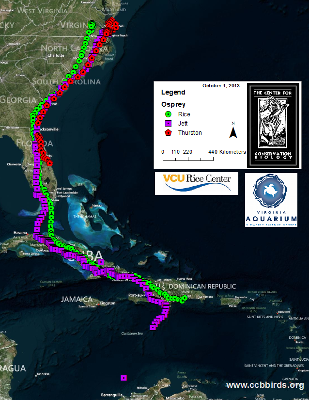 Ospreys continue to move south through the Caribbean.