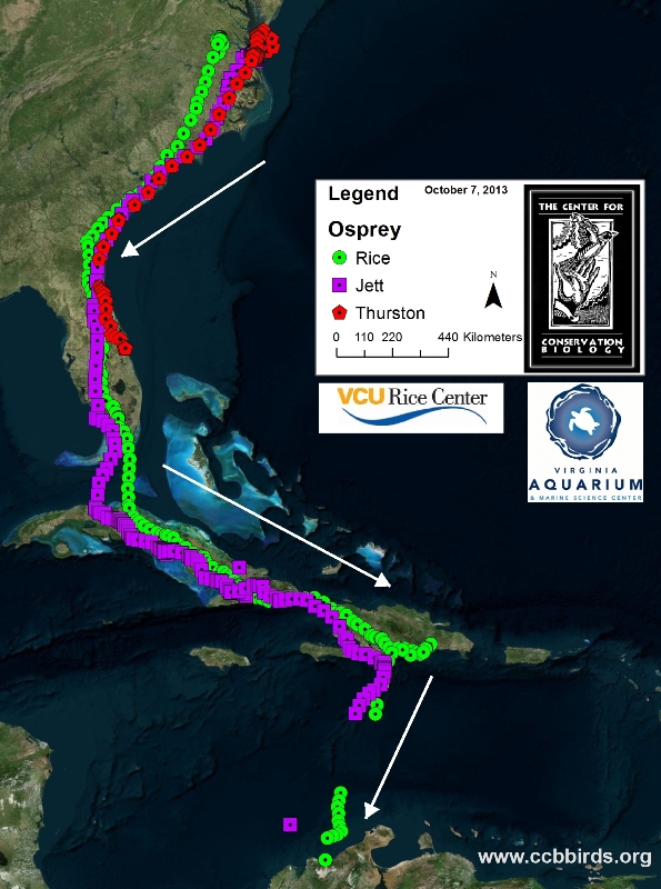 osprey tracking