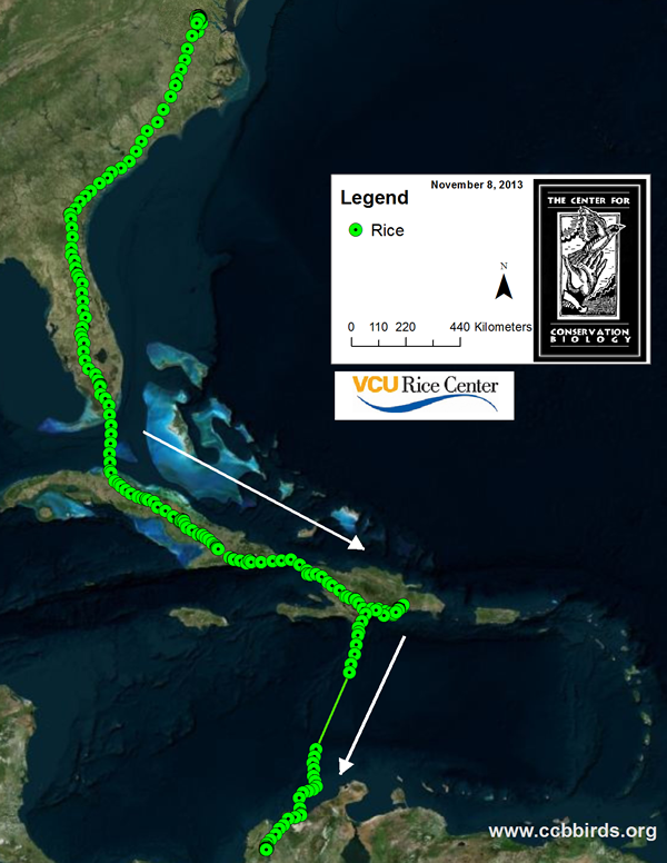 Fall 2013 migration map for Rice the Osprey. Rice is wintering on the Rio Magdelena in Columbia.