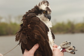 Side view of Rice the osprey wearing a GPS transmitter