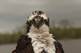 Rice the Osprey was fitted with a GPS satellite transmitter on the James River, Virginia.